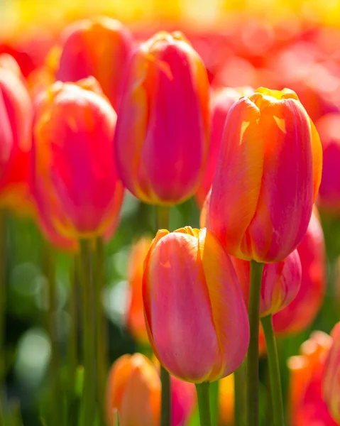 Tulip plants with flowers in full bloom — Stock Photo, Image