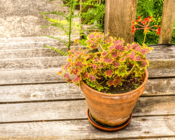 Brokiga geranium i en lerkruka — Stockfoto