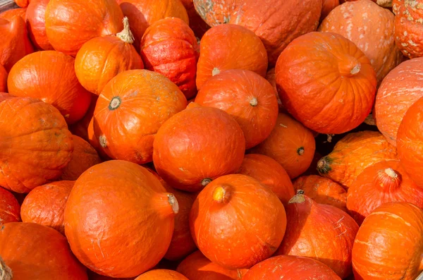 Orange squash on display at the market — Stock Photo, Image