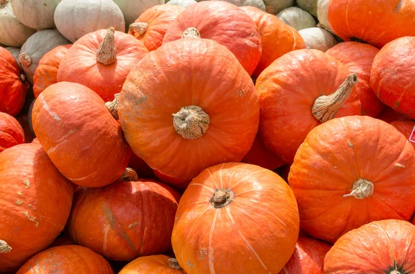 Zucca arancione in mostra al mercato — Foto Stock