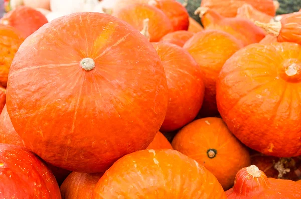 Laranja hubbard squash no mercado — Fotografia de Stock