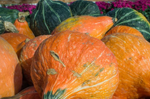 Oranje hubbard squash tentoongesteld op de markt — Stockfoto