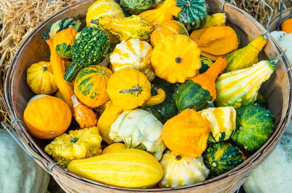 Basket of decorative gourds on display — Stock Photo, Image