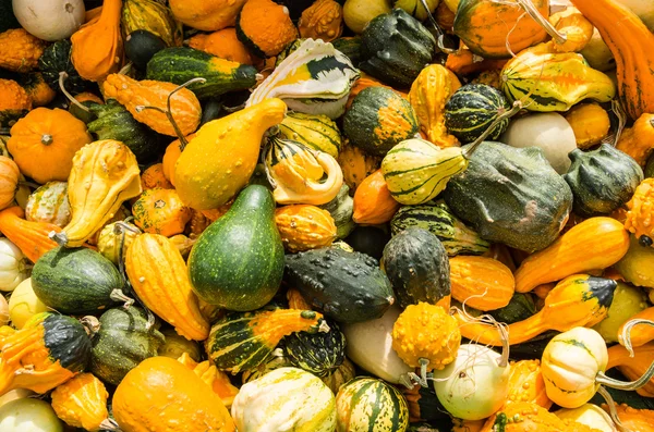 Gourds in mostra al mercato locale — Foto Stock