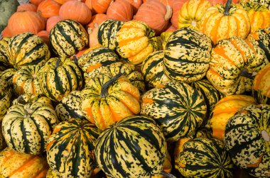 Carnival squash Market