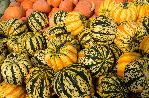 Carnival squash at the market — Stock Photo, Image