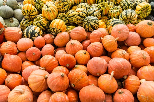 Carnival and golden nugget squash — Stock Photo, Image