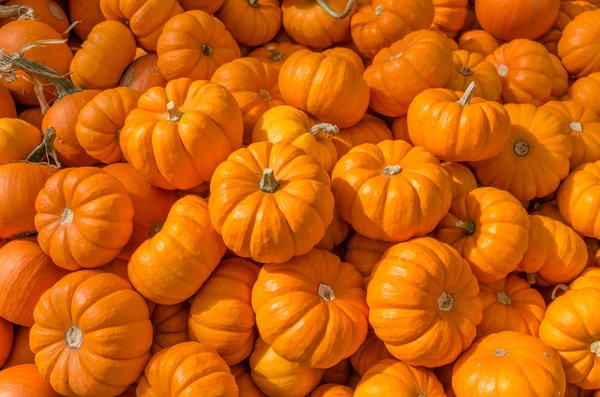 Decorative pumpkins in a display — Stock Photo, Image