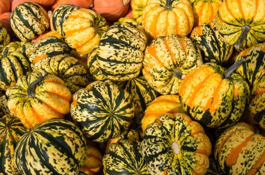 Carnival squash Market
