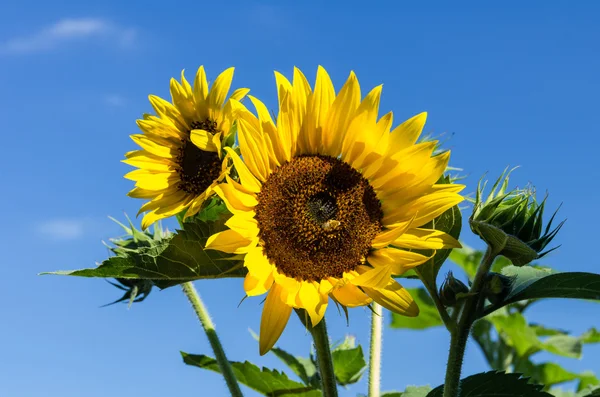 Pianta di girasole con più fioriture — Foto Stock