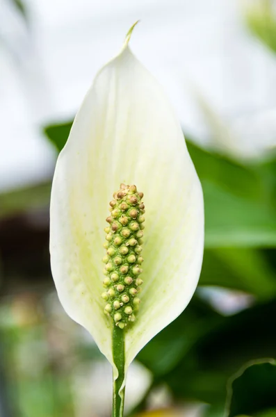 Spathiphyllum or Peace Lily flower — Stock Photo, Image