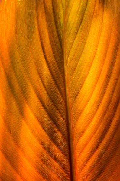 Golden orange canna lily leaf