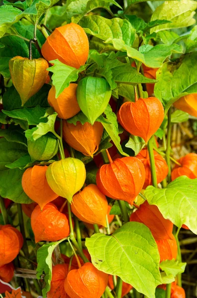 Kinesiska lantern växter med orange lyktor — Stockfoto