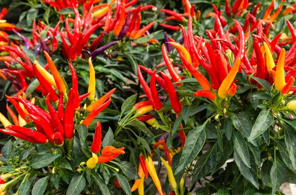 Рослини з червоного декоративного перцю з перцем — стокове фото