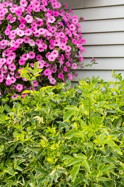 Pink petunia hanging basket in landscape — Stock Photo, Image