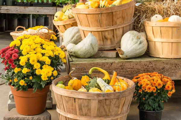 Gourds and flowers in fall display — Stock Photo, Image
