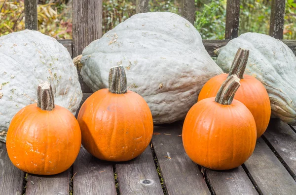 Pumpkins and blue hubbard squash — Stock Photo, Image