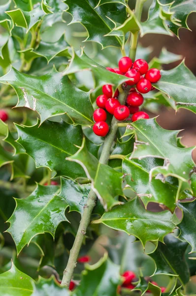 Holly bush with red berries — Stock Photo, Image