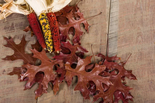 Fall indian corn with leaves — Stock Photo, Image