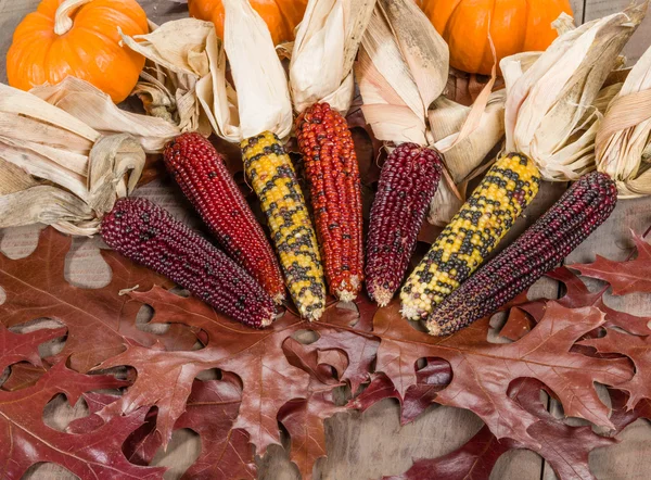 Fall indian corn with leaves — Stock Photo, Image