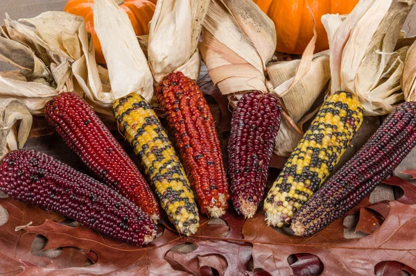用树叶秋天印第安玉米 — 图库照片