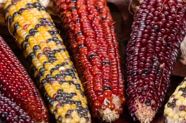 Indian corn colorful for decoration — Stock Photo, Image