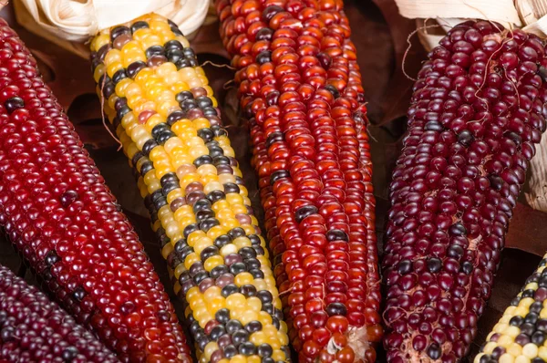 Indian corn colorful for decoration — Stock Photo, Image