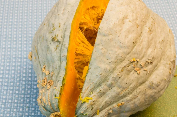 Blue Hubbard squash under forberedelse – stockfoto