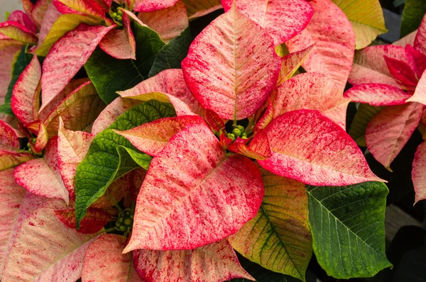 Поінсеттіа рослини цвітіння як різдвяні прикраси — стокове фото