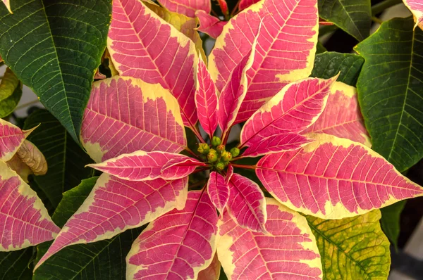 Poinsettia plants in bloom as Christmas decorations — Stock Photo, Image