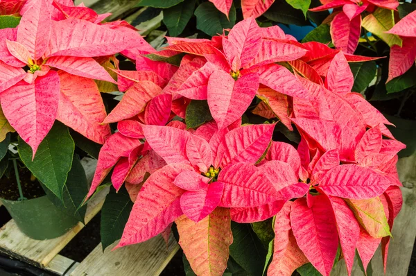 Poinsettia plants in bloom as Christmas decorations — Stock Photo, Image