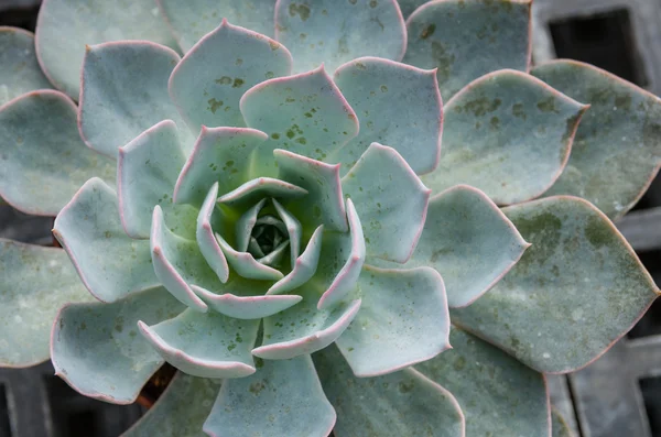 Una planta de sedum a menudo utilizada para techos verdes — Foto de Stock