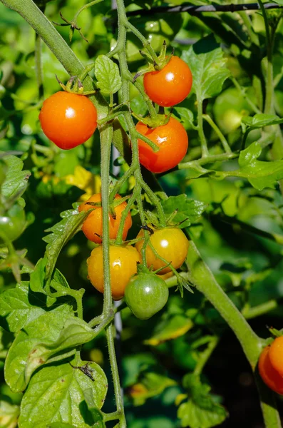 Tomates cerises rouges sur la vigne — Photo