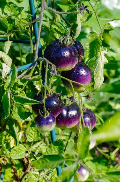 Tomates herederos morados en la vid — Foto de Stock