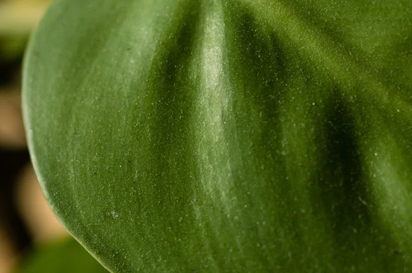 Close up of Philodendron leaf — Stock Photo, Image