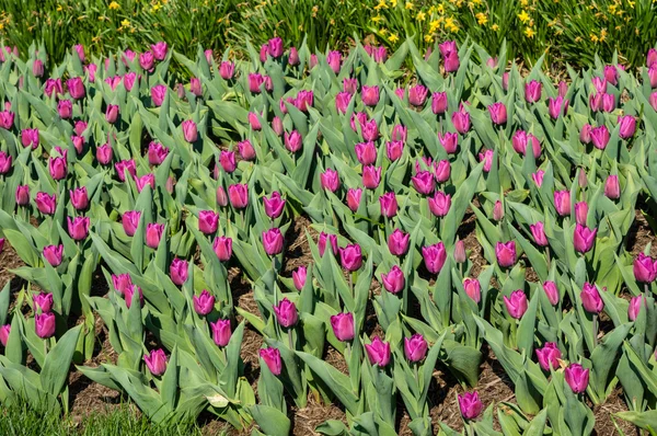 Blomma säng blommande tulpaner — Stockfoto