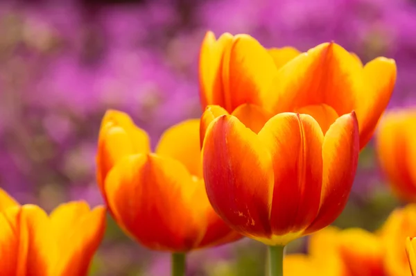 Czerwone i żółte tulipany w kwiat — Zdjęcie stockowe