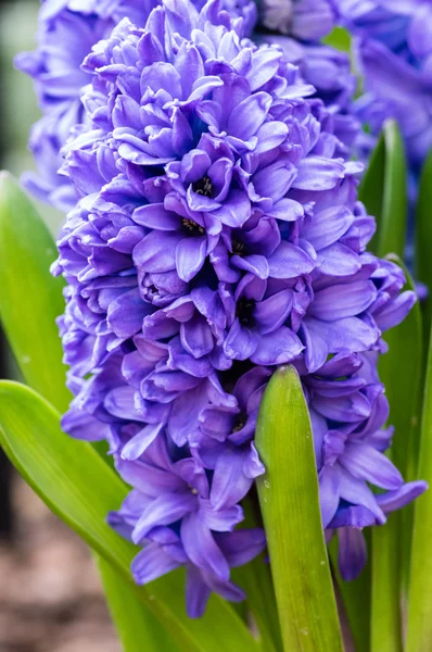Purple or blue Hyacinth flowers in bloom — Stock Photo, Image
