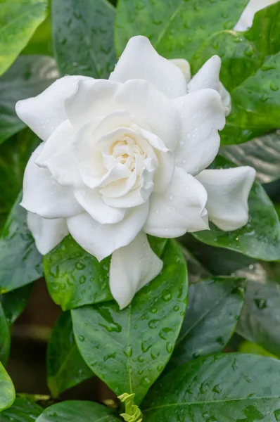 Gardênia flor branca com folhas verdes brilhantes — Fotografia de Stock