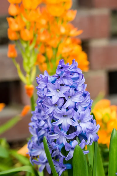Blue Hyacinth flower with orange flower in background — Stock Photo, Image