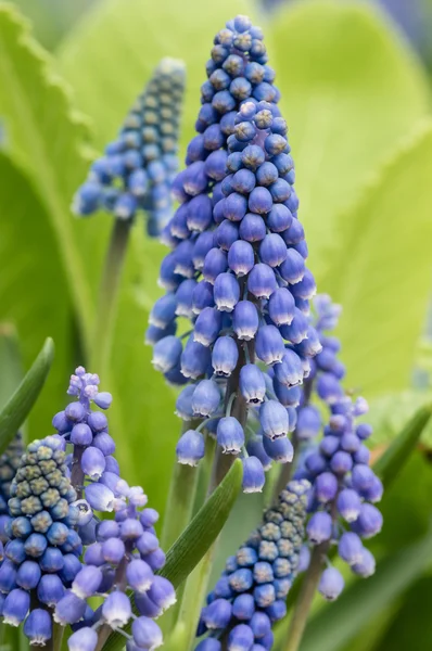 Grape hyacinth in flower with green background — Stock Photo, Image