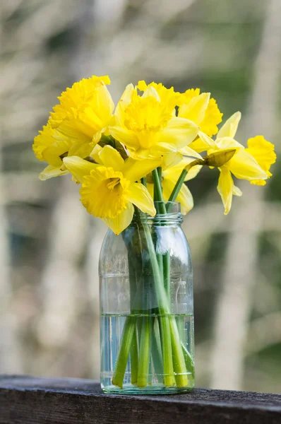 Квіти нарцисів у банці — стокове фото
