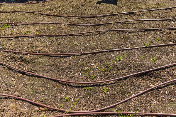 植栽基盤の点滴灌漑システム — ストック写真