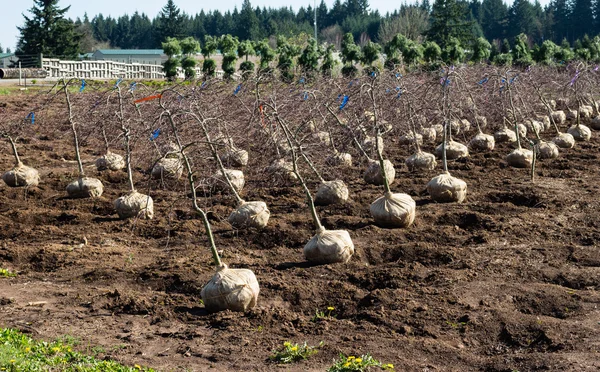 Bomen gegraven en bereid om te verzenden — Stockfoto