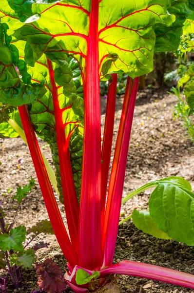 Red Swiss Chard plant in a garden — Stock Photo, Image