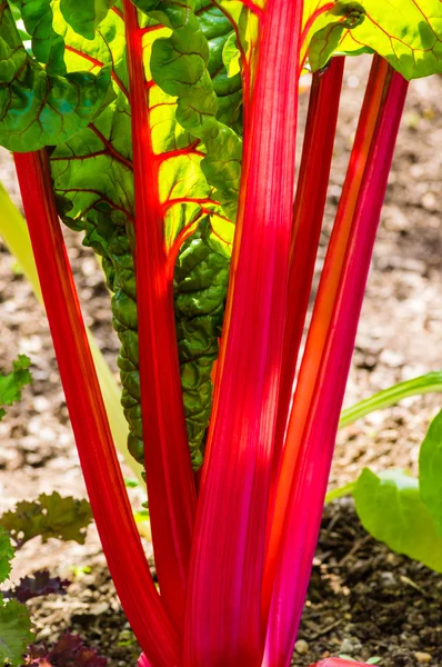 Red Swiss Chard plant in a garden — Stock Photo, Image