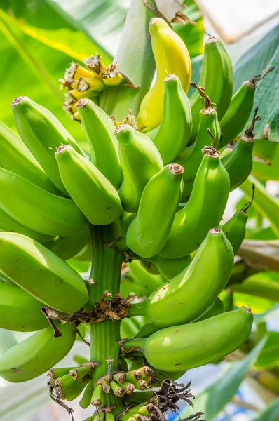 Banana plant with green bananas — Stock Photo, Image