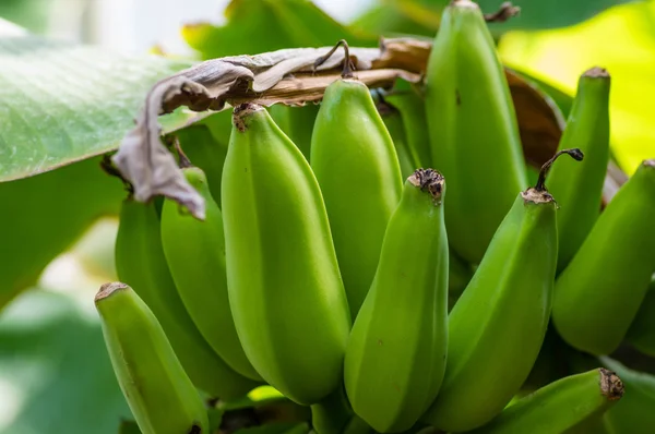 Banana plant with green bananas — Stock Photo, Image