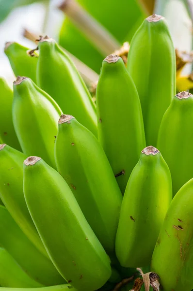 Banana plant with green bananas — Stock Photo, Image