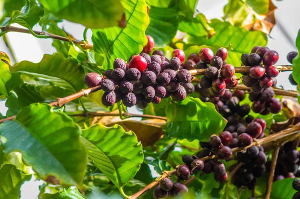 Mûrissement des baies de café sur le buisson — Photo